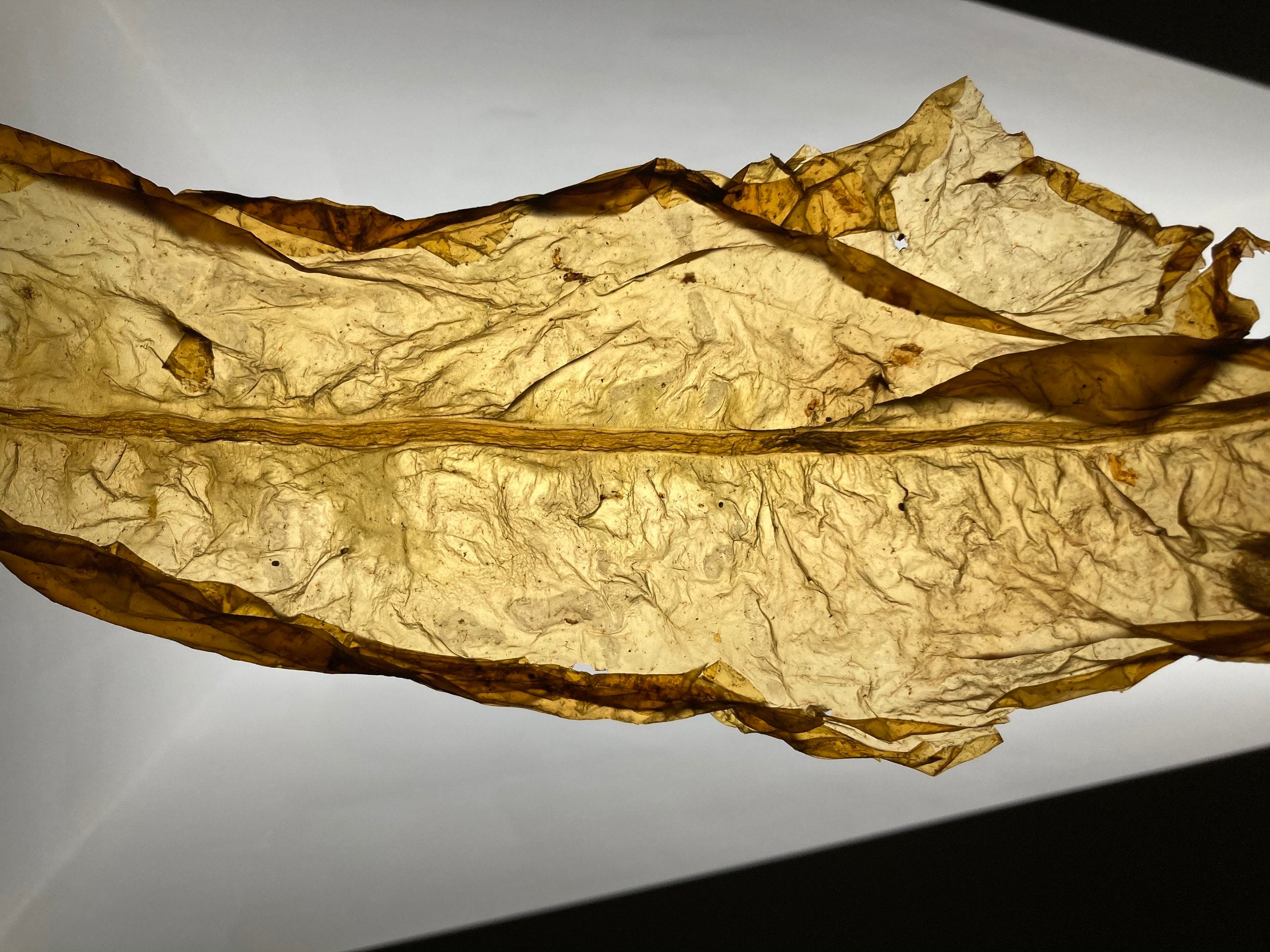 Illuminated dried seaweed; a component of Seaweed Skincare.