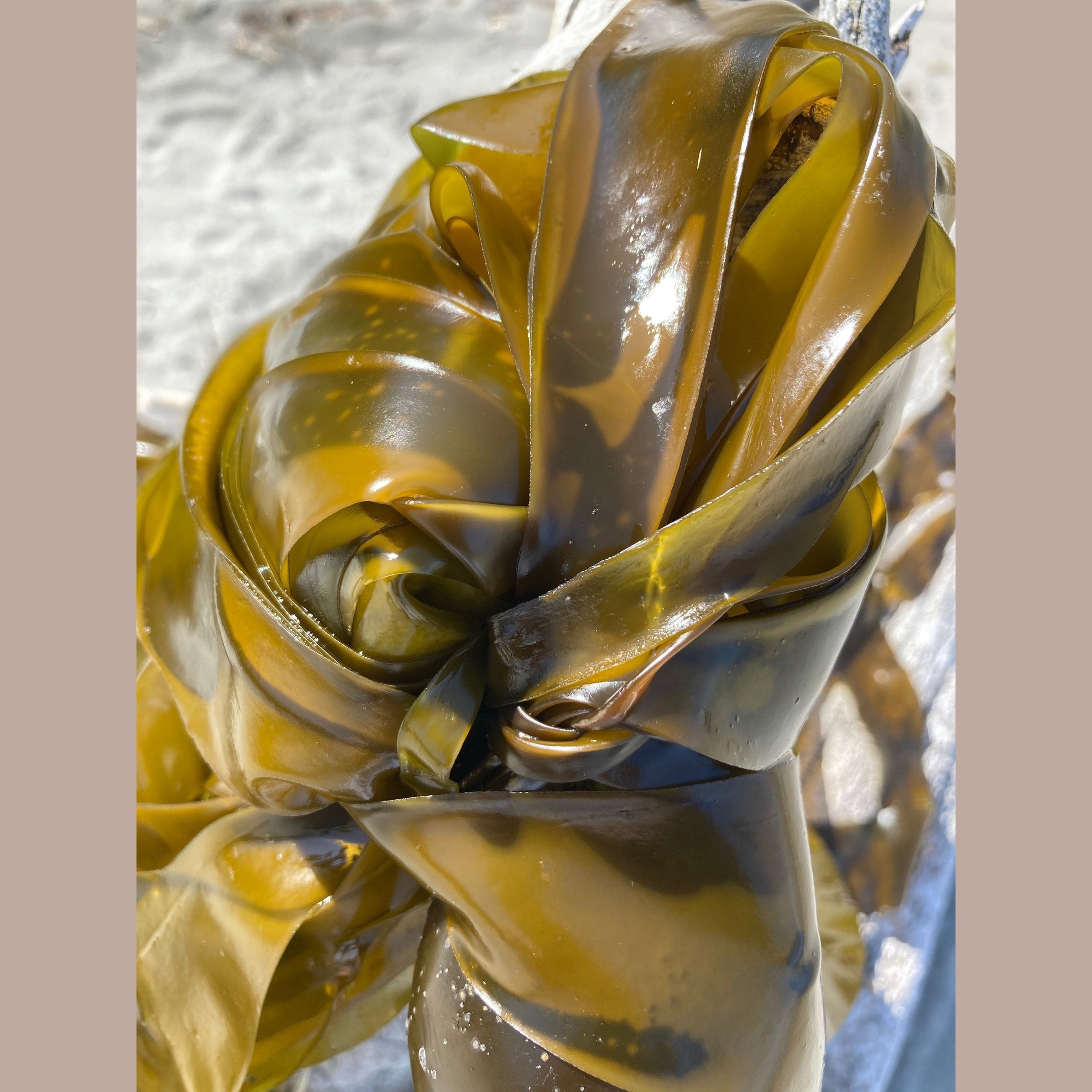 Sunlight on glistening green seaweed.