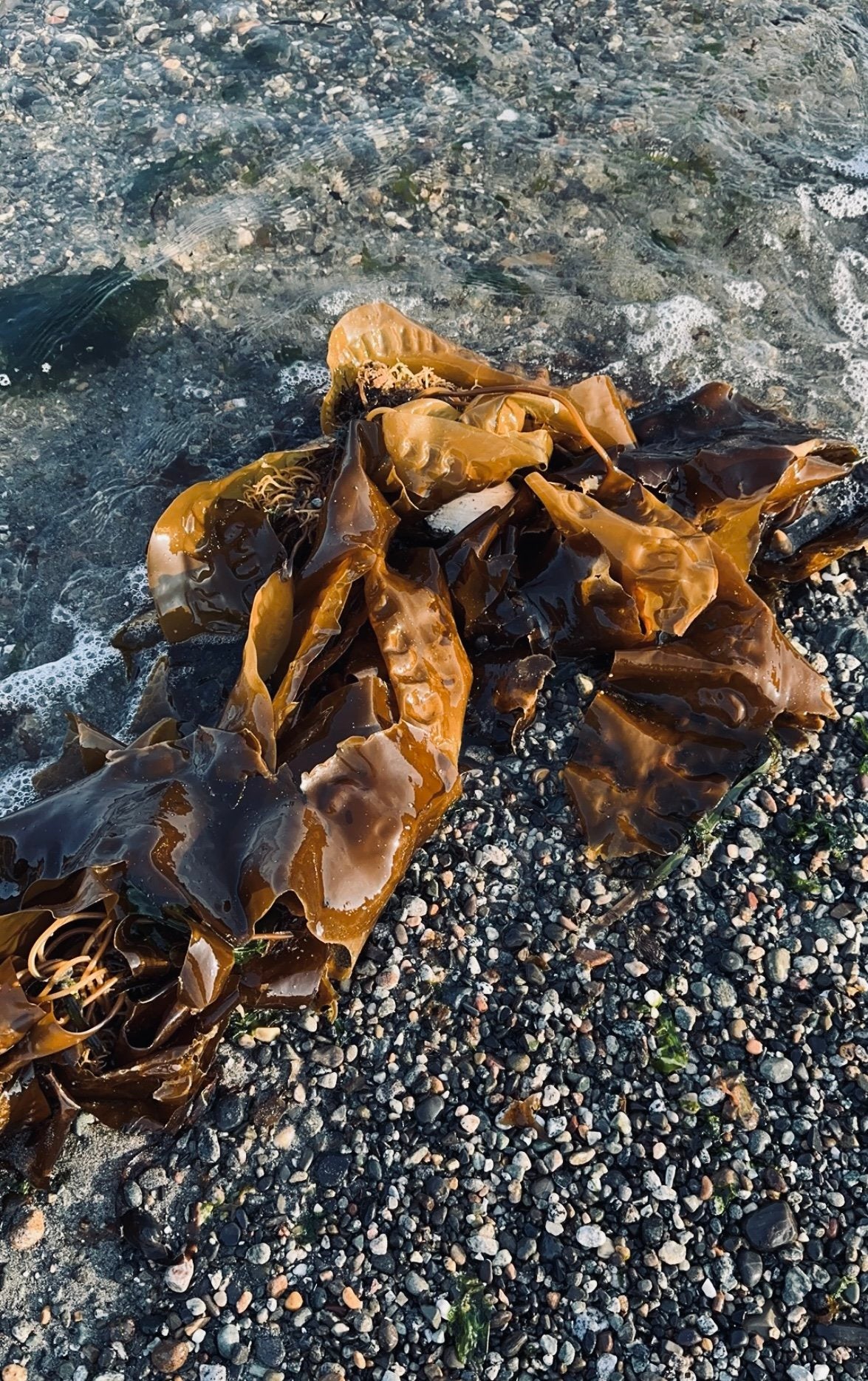 Sea + Garden Body Oil