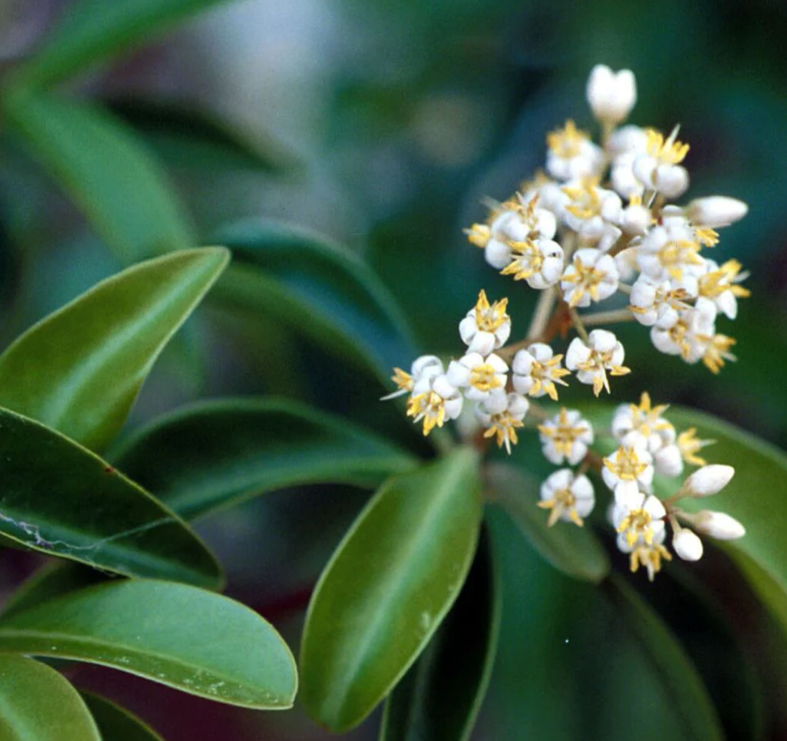 Deep green plant with tiny white flowers.