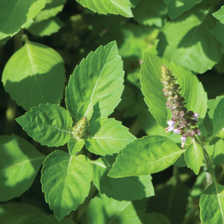 Flowering mint plant.