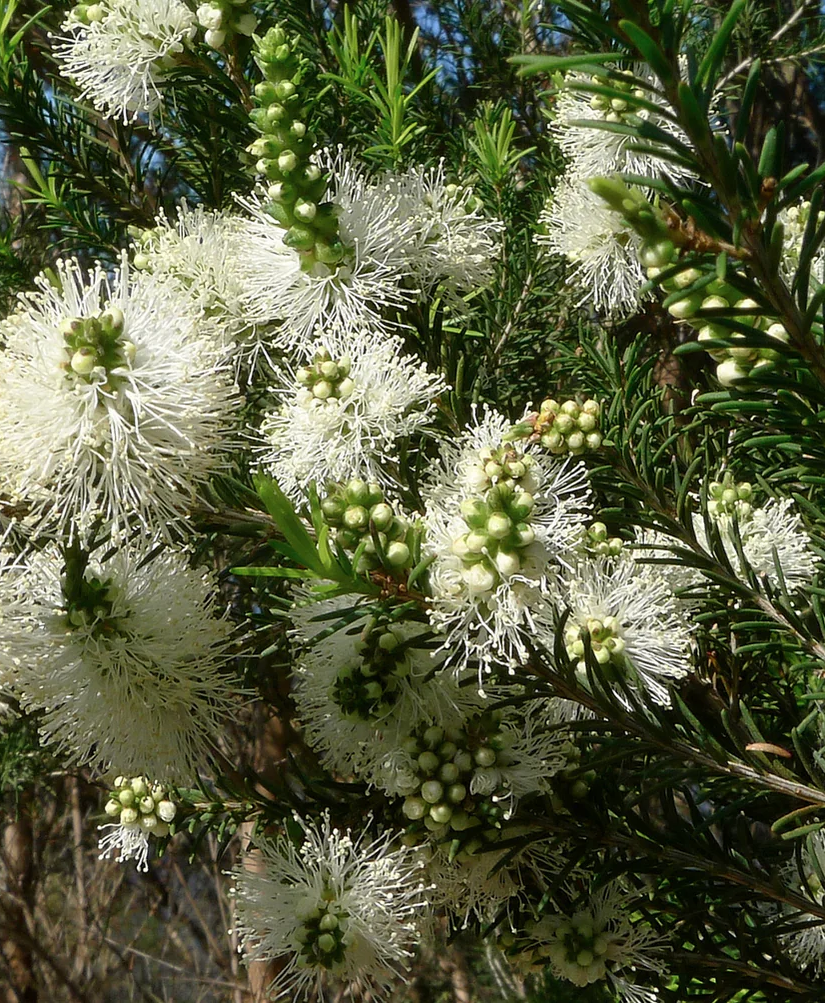 Therapeutic Kelp + Sea Salt Soak