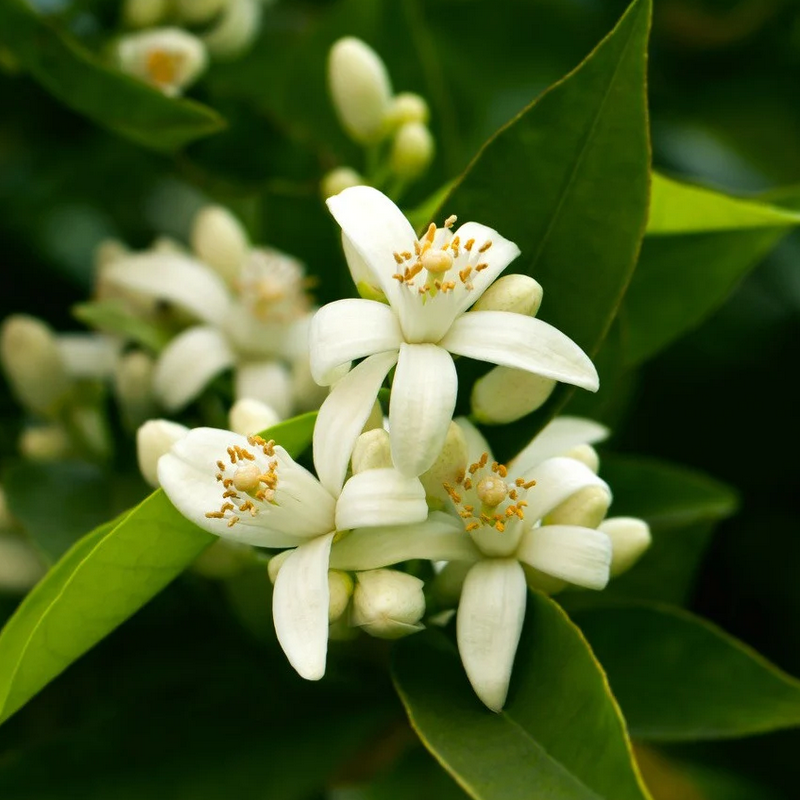 Tiny white flowers and green leaves.