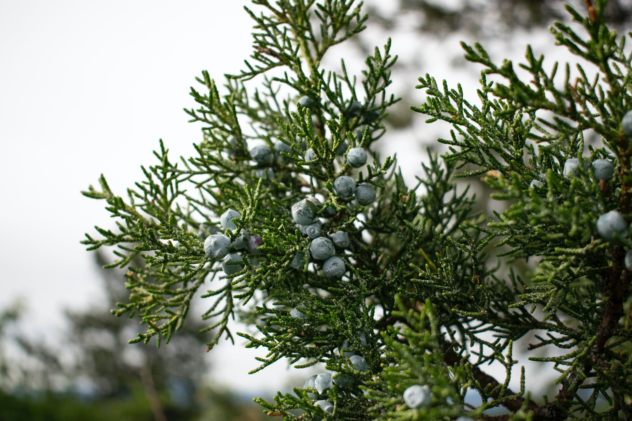 Juniper berries still on tree branches.
