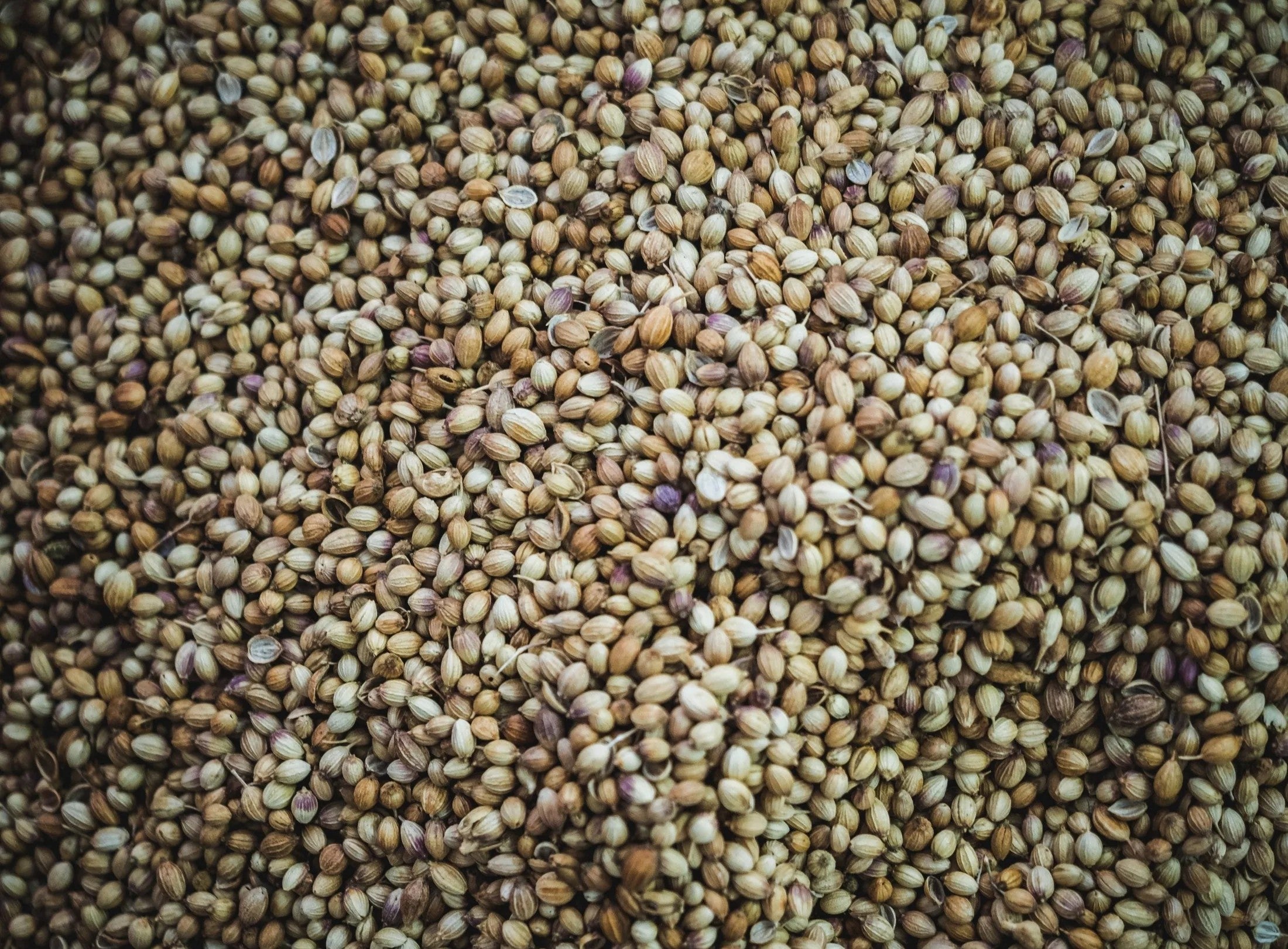 Cleansing Kelp + Hemp Seed Face Bar