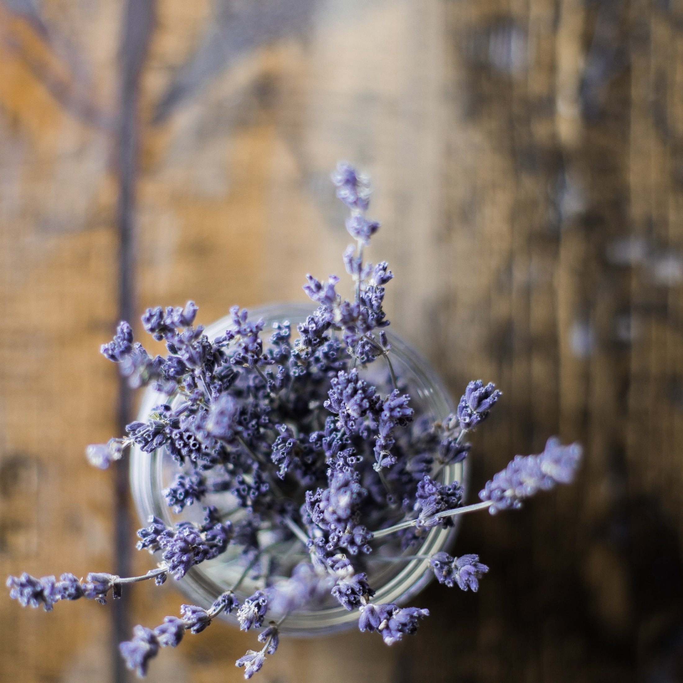 Bouquet of lavender in a jar, viewed from above.