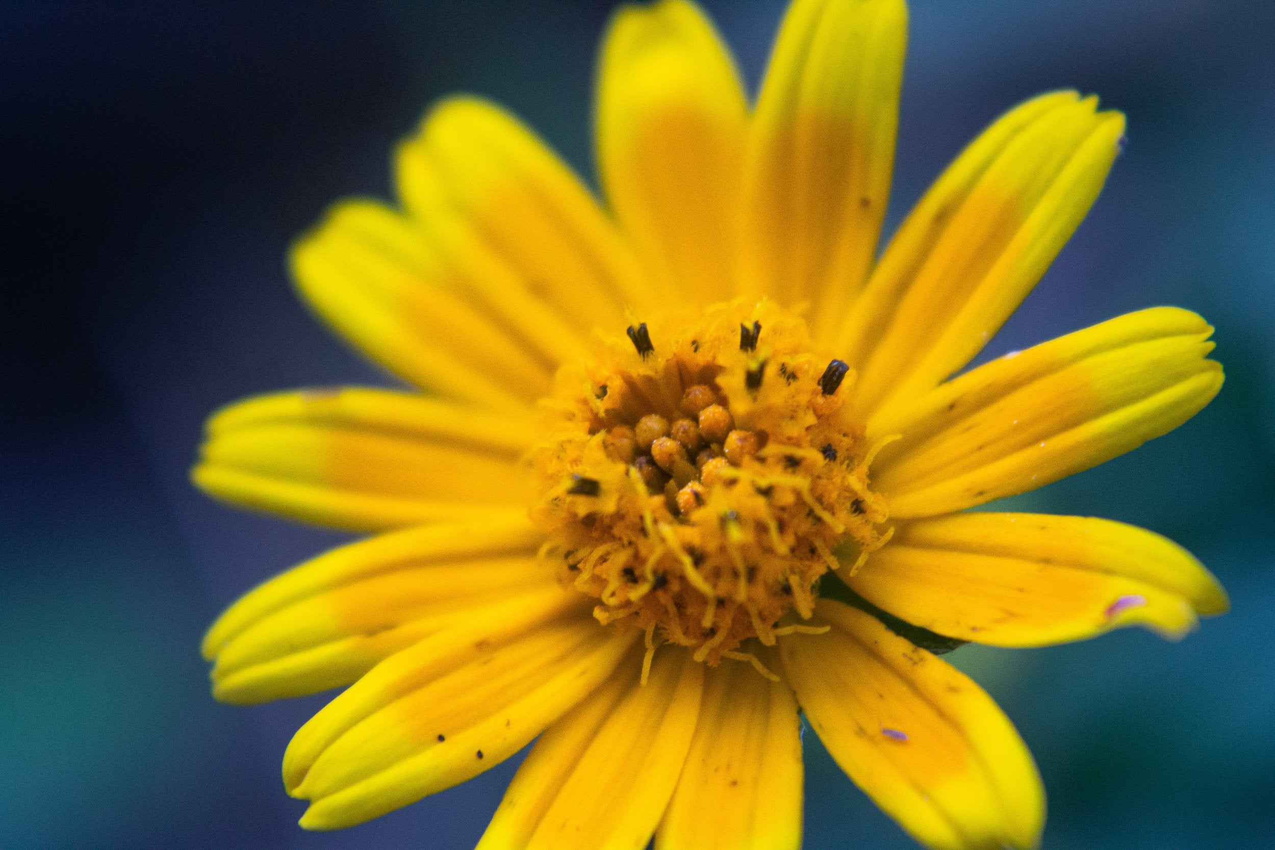 Close up of yellow flower