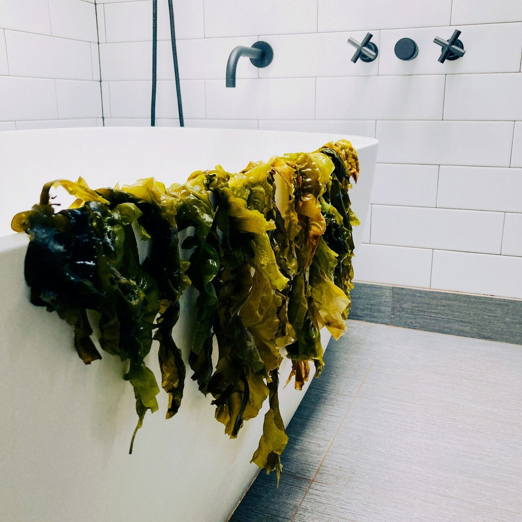 5 Mind-Blowing Ways Kelp Improves Your Skin