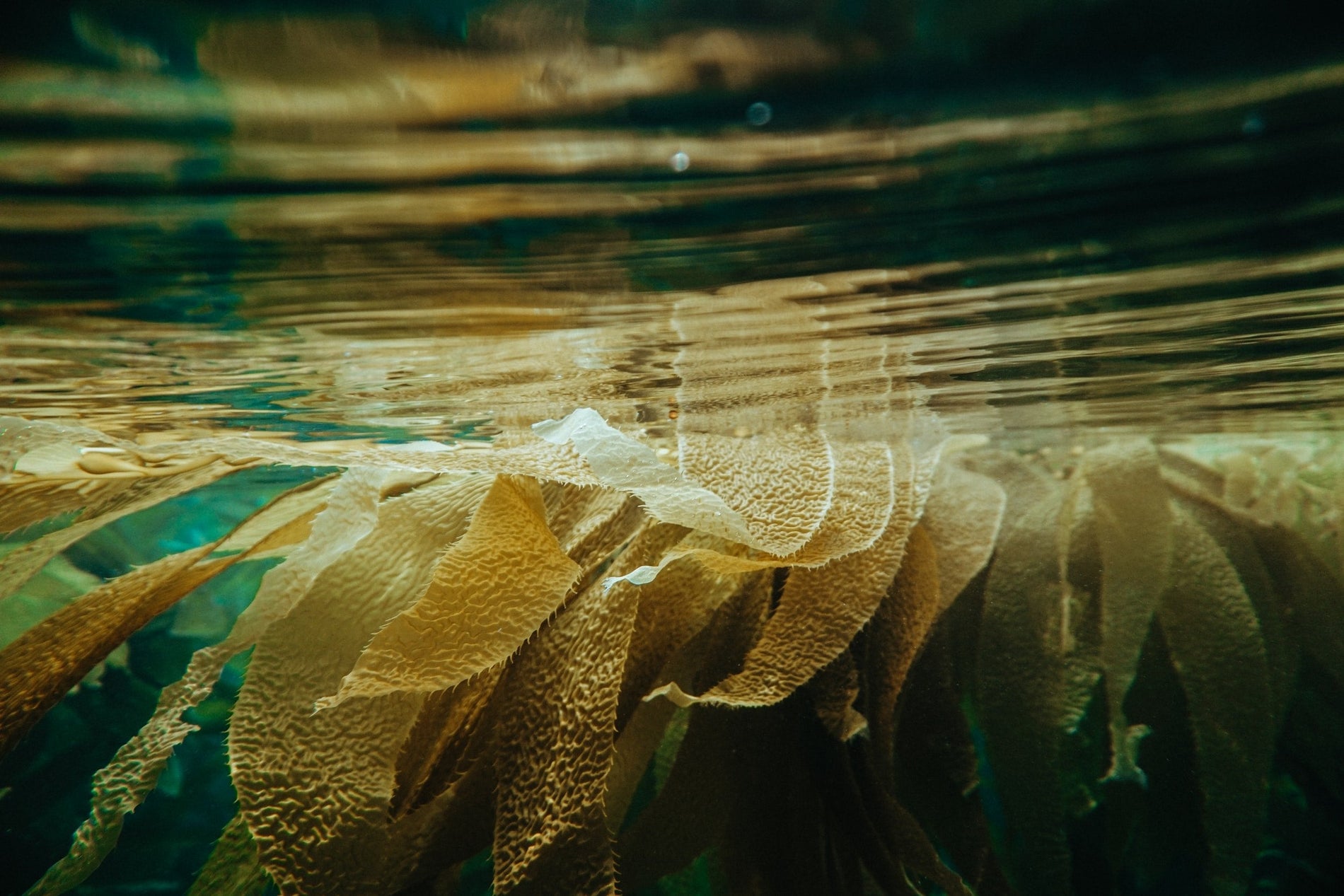 Why Kelp Is More Than Just A Weed From The Sea