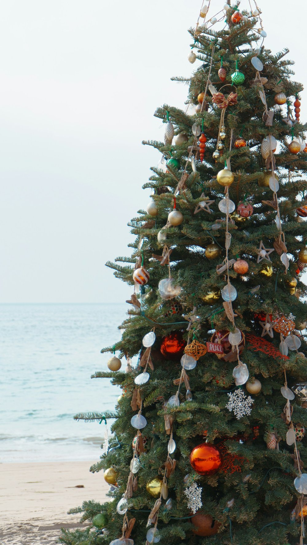 SEAsons Greetings