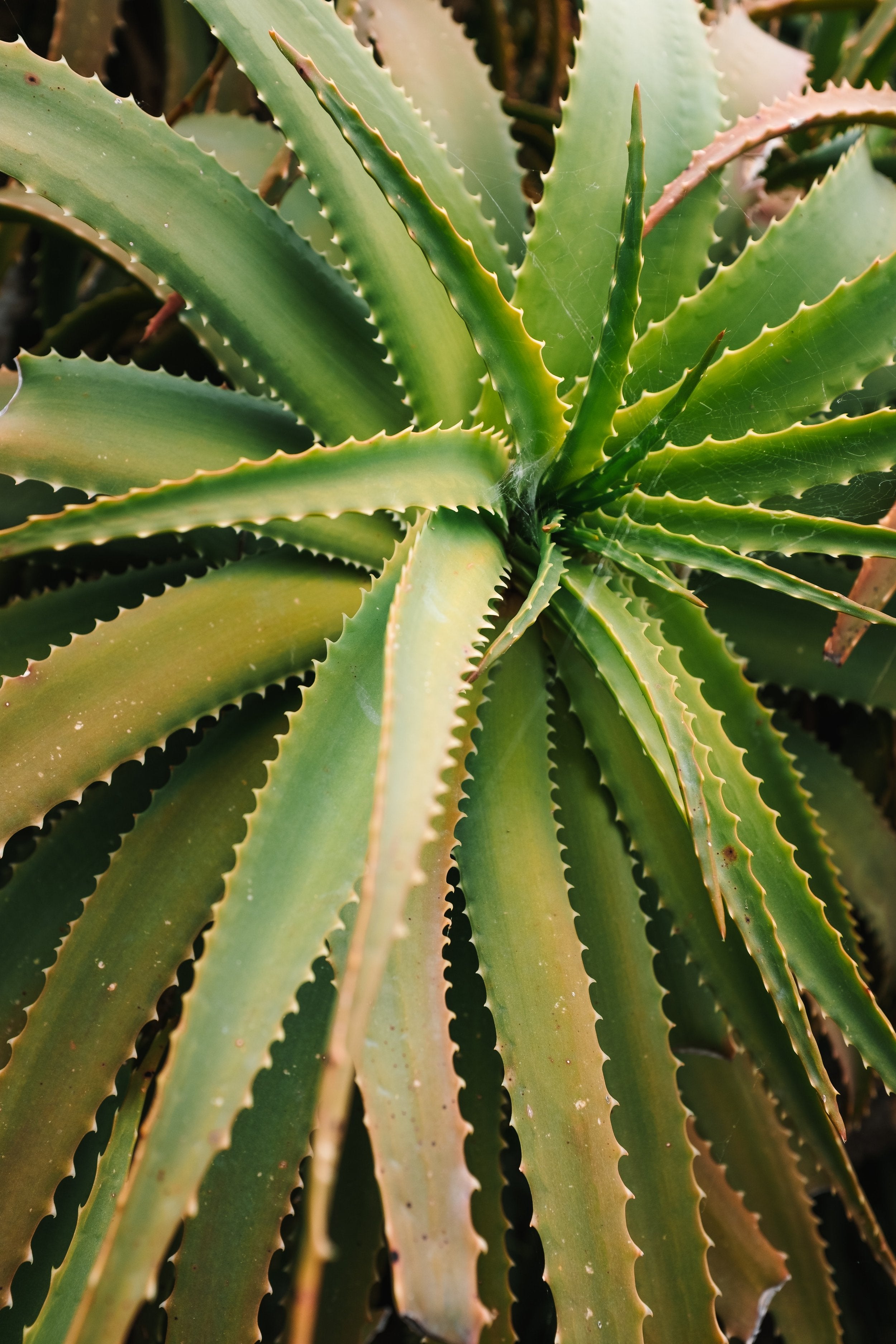 Aloe Vera Plant