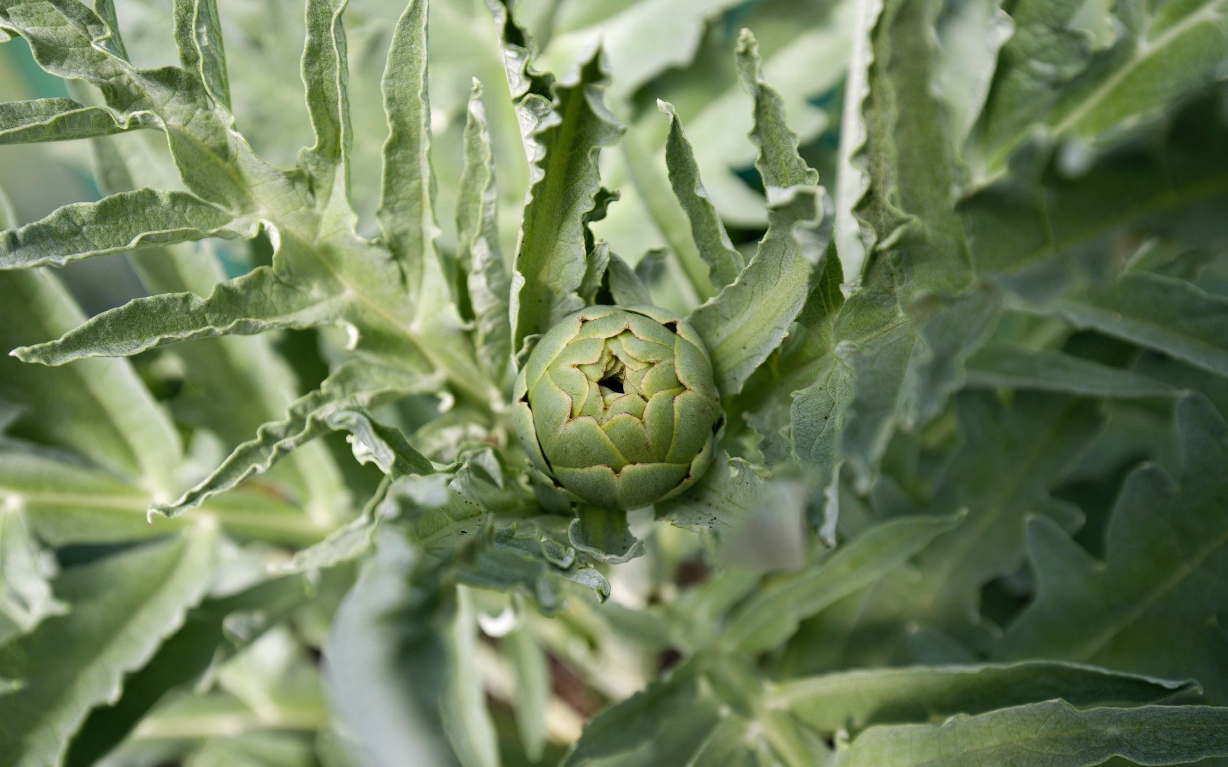 Artichoke plant with fresh green bud at center.