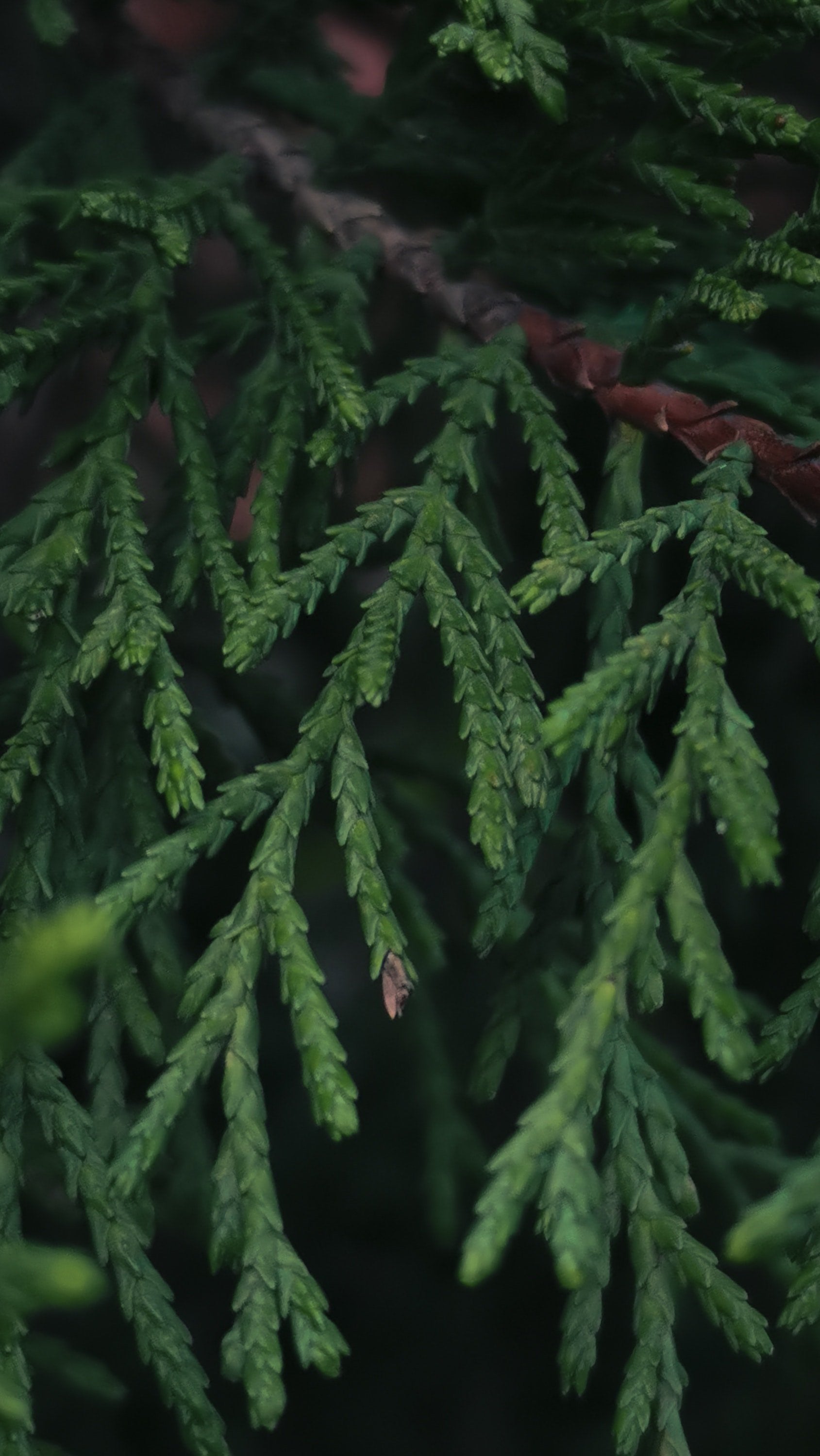 Juniper needles
