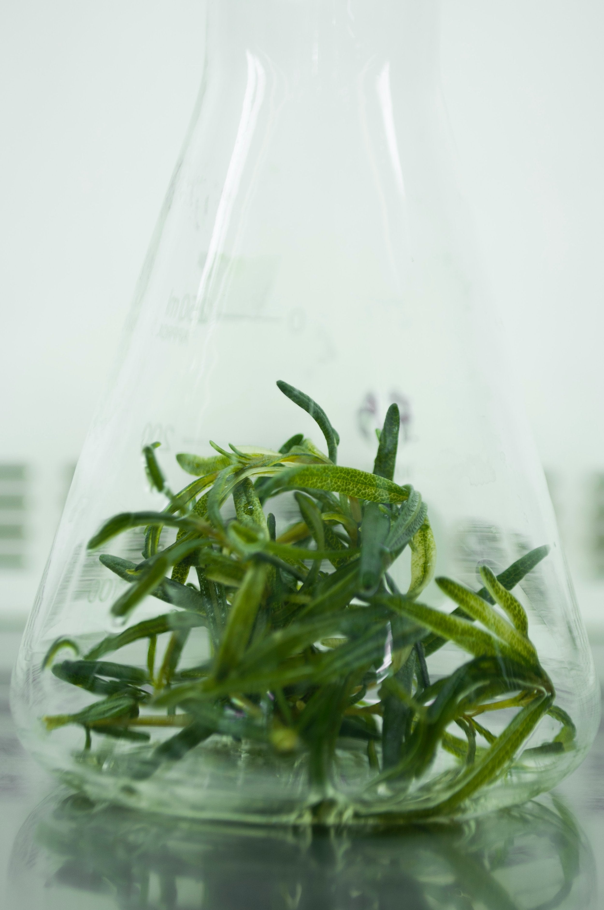 Small green sprig in bottom of beaker.