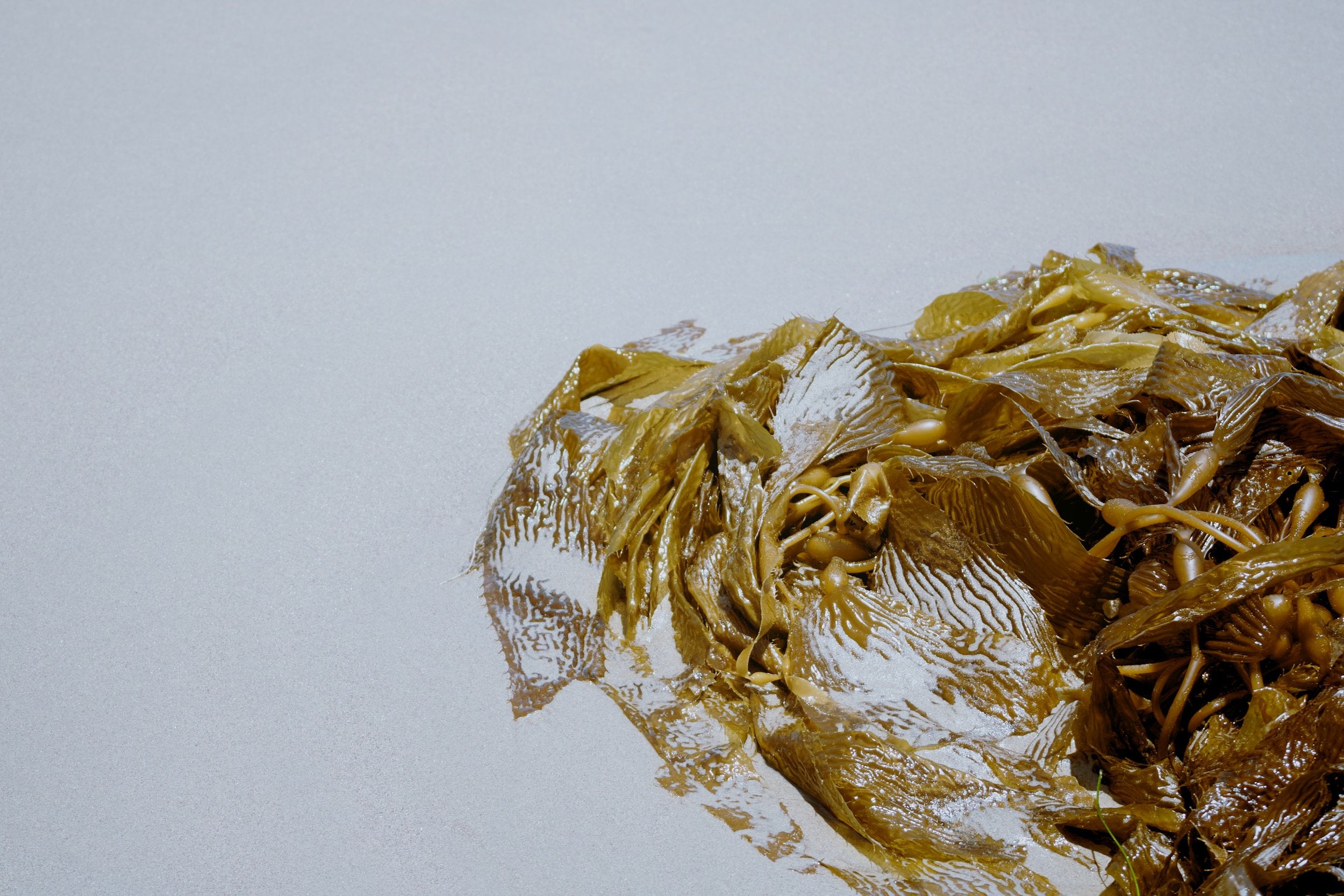Seaweed in sand, glistening in sunlight.