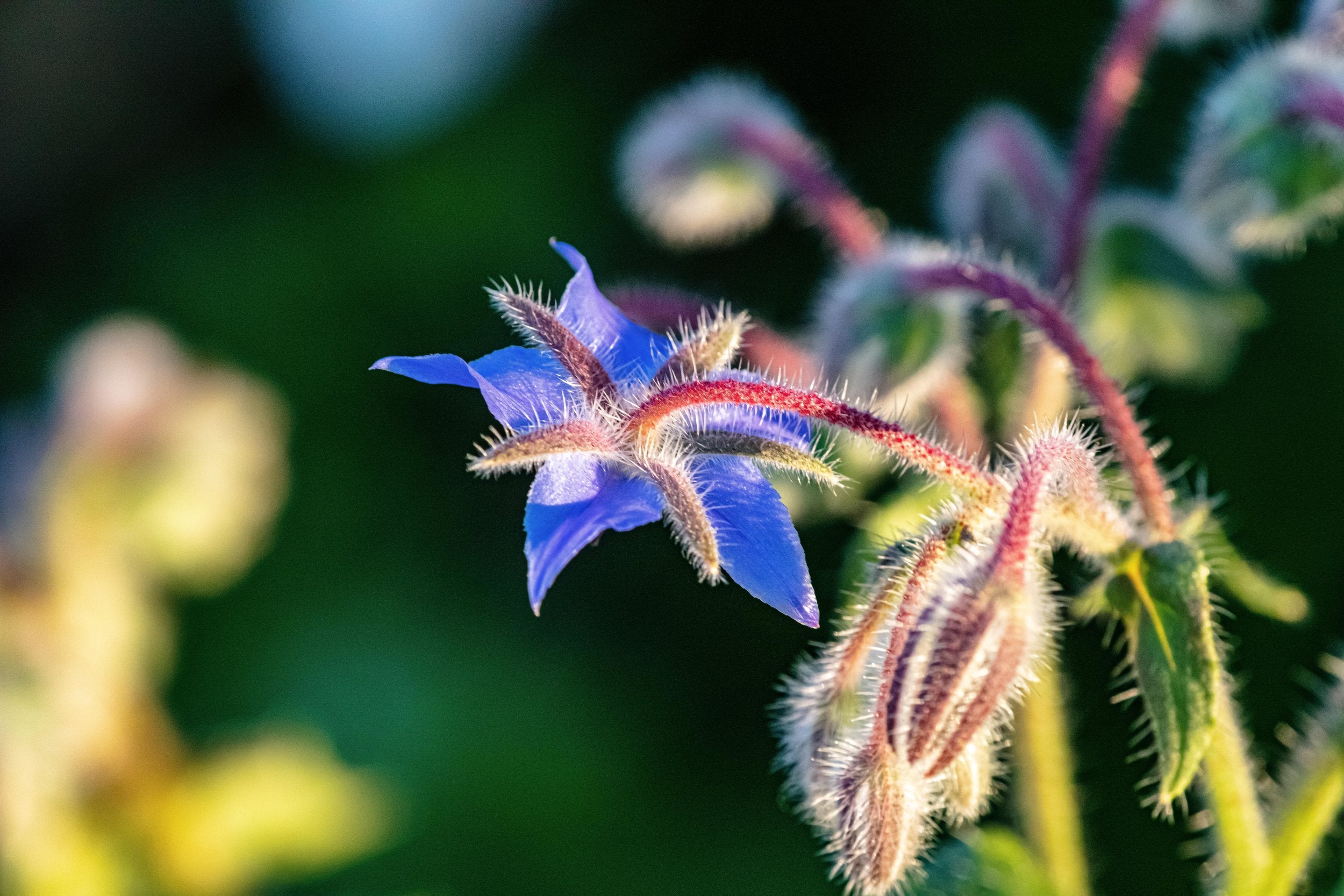 Tiny blue flower in sunlight.