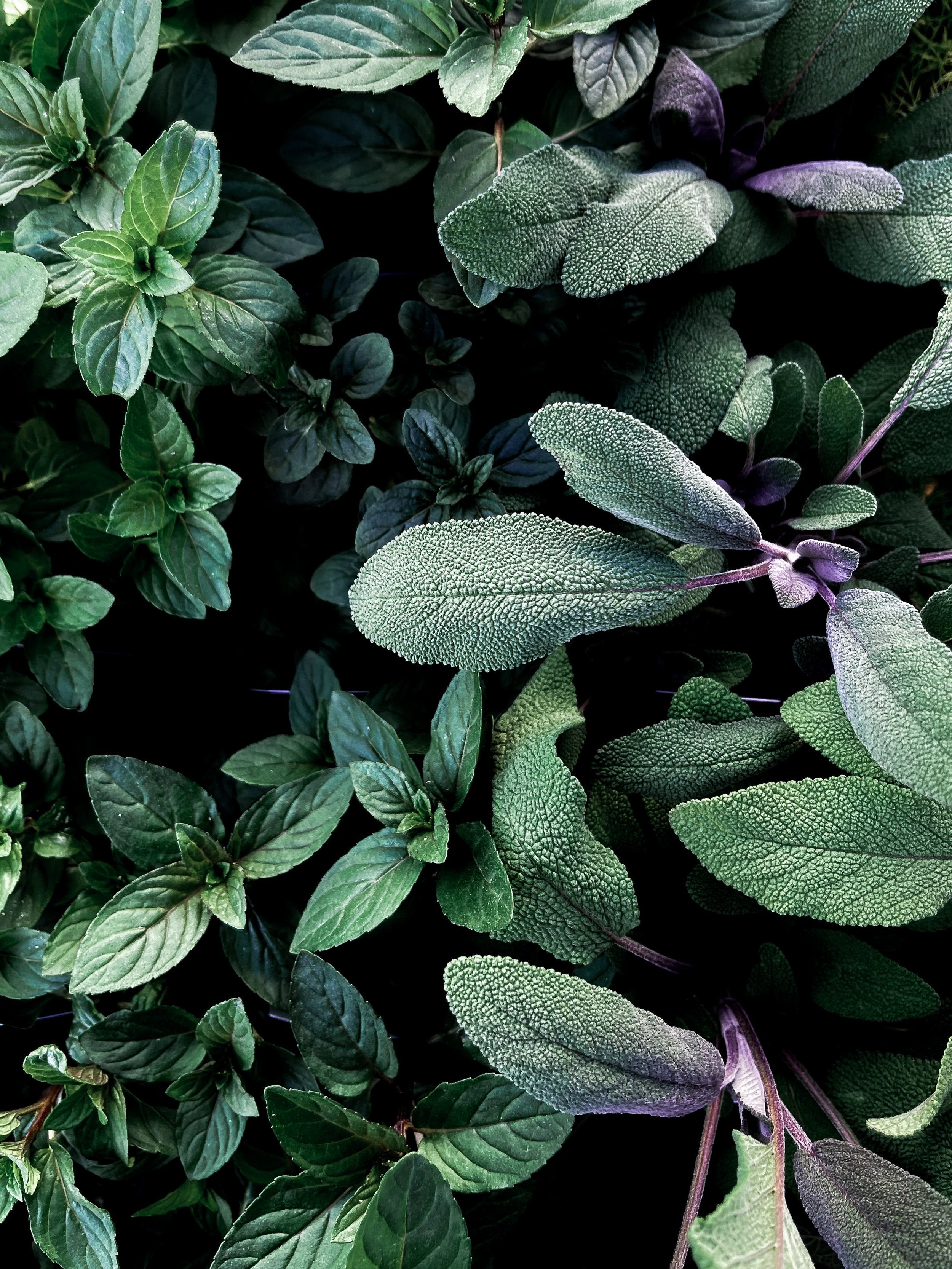 Mint and purple sage plants.