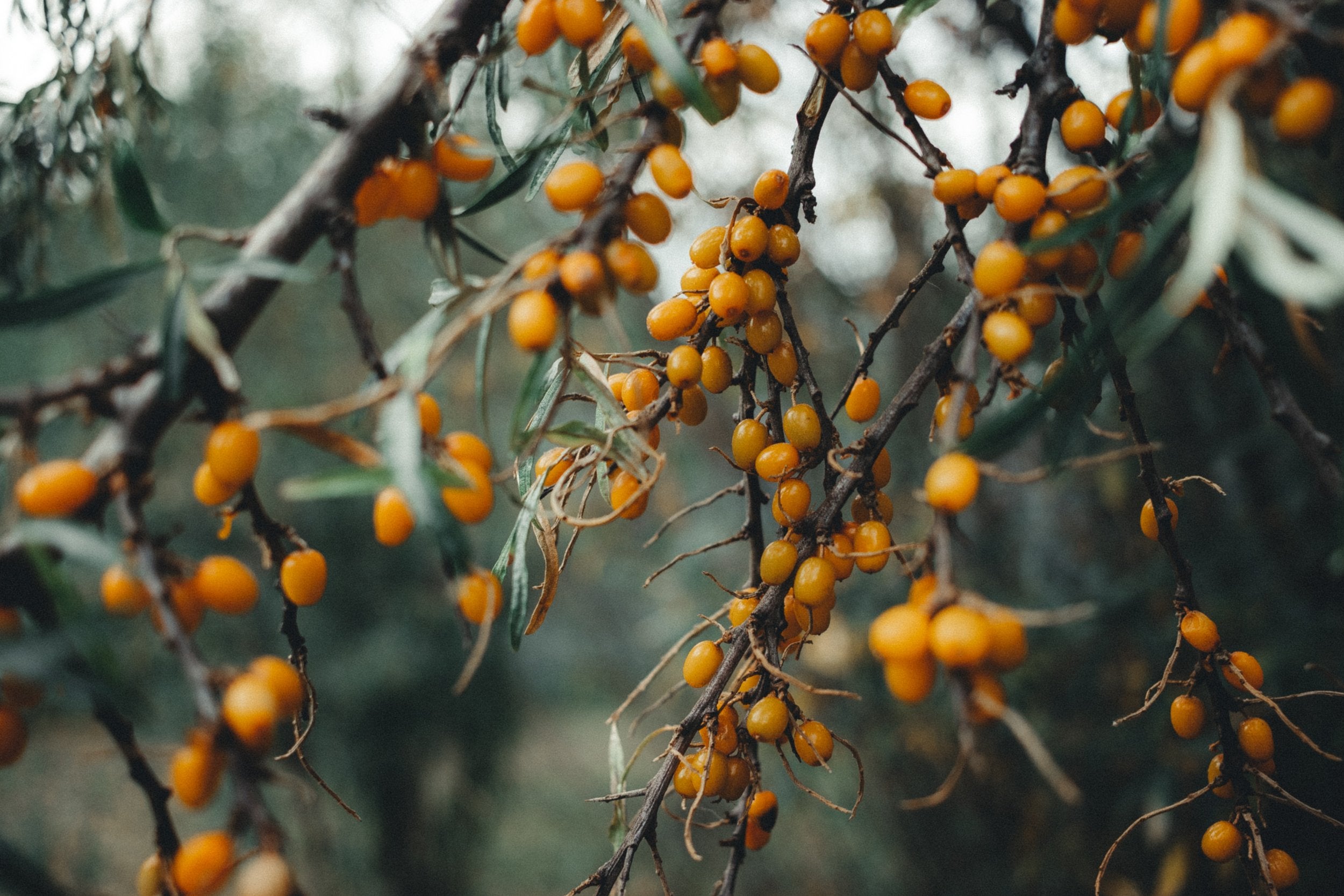 Small branches of yellow orange berries.