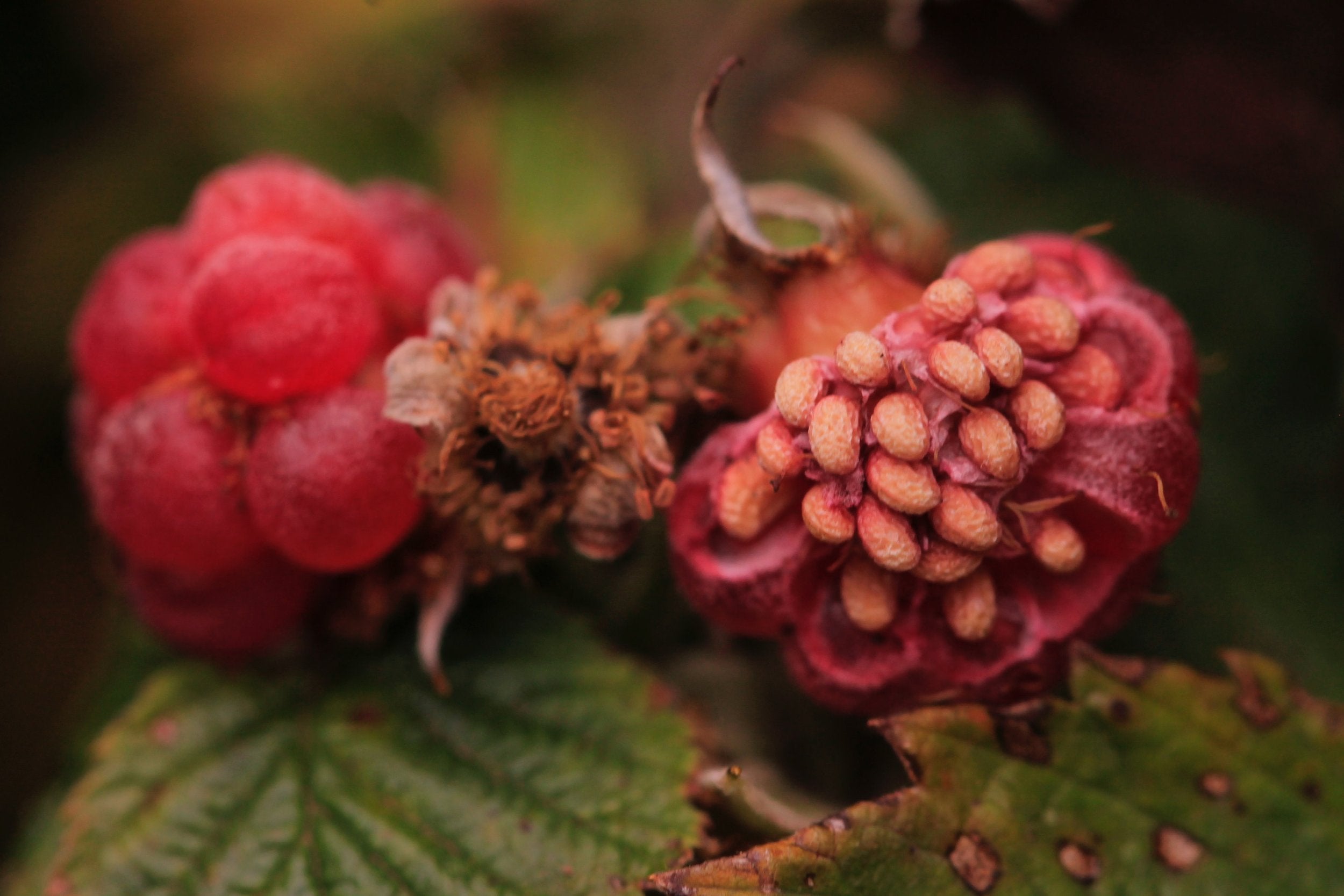 Raspberry and its seeds, still on the bush.